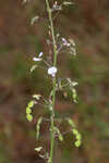 Panicledleaf ticktrefoil